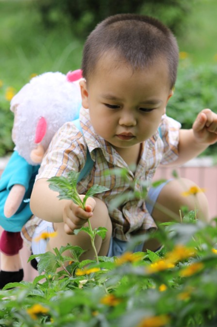 一个小男孩摘花的图片图片