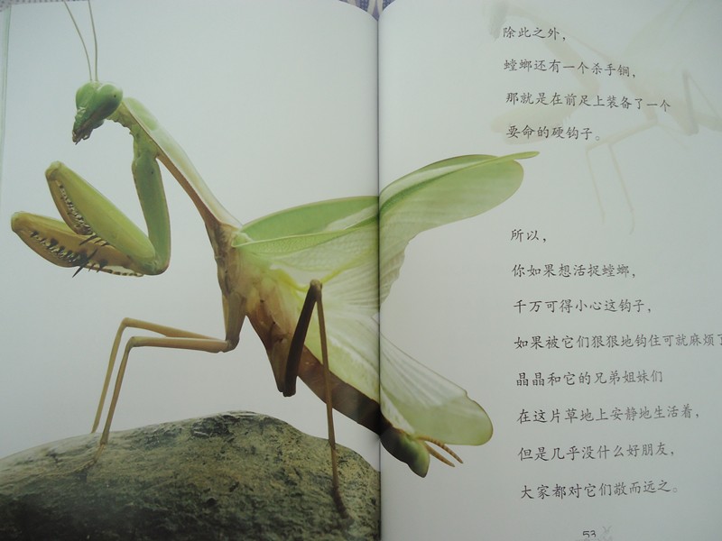 螳螂的一生图片