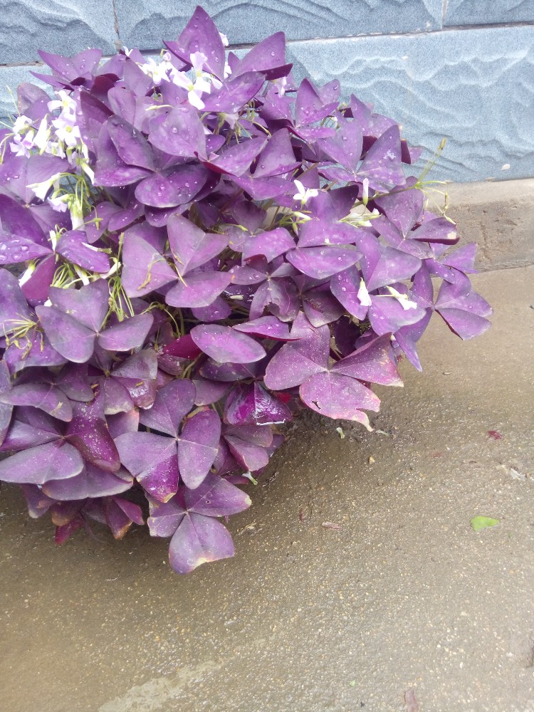家里的植物一之紫叶酢浆草