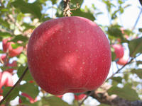 减肥水果 苹果