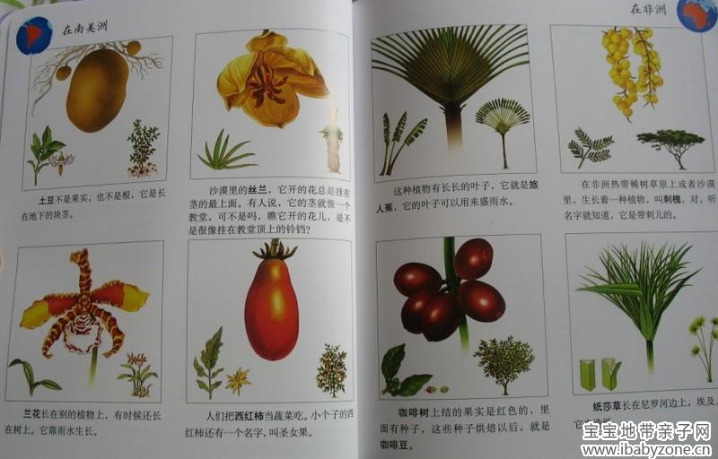 植物7