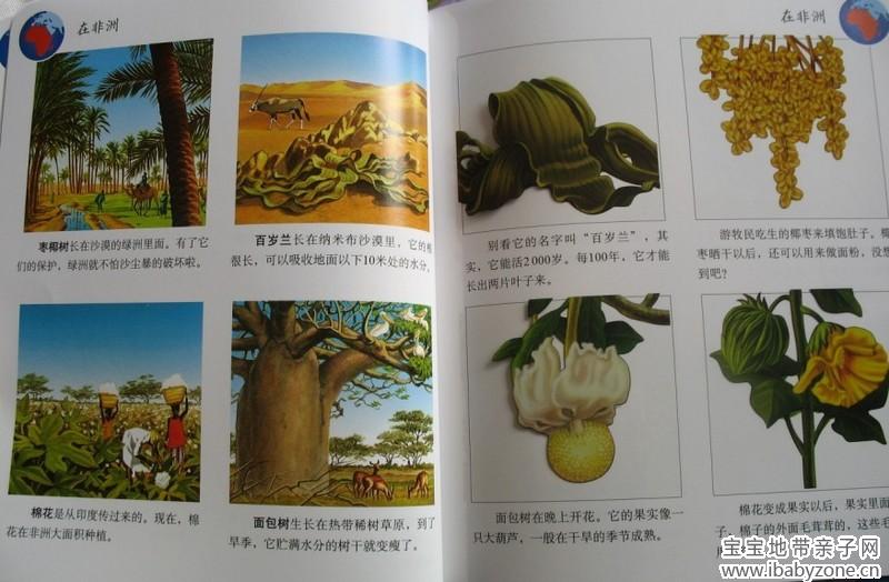 植物8