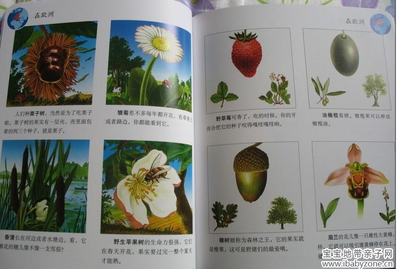 植物10