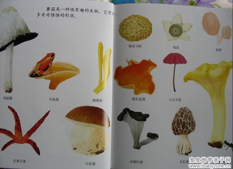 蘑菇4