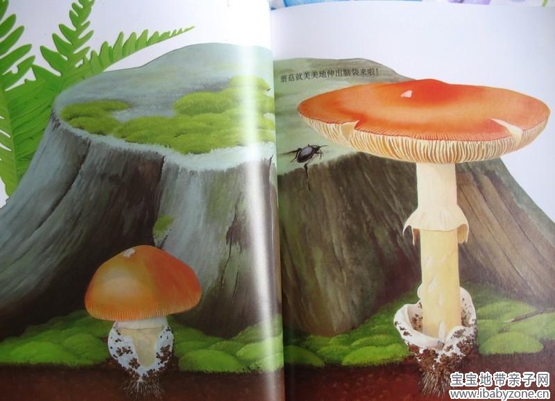 蘑菇6
