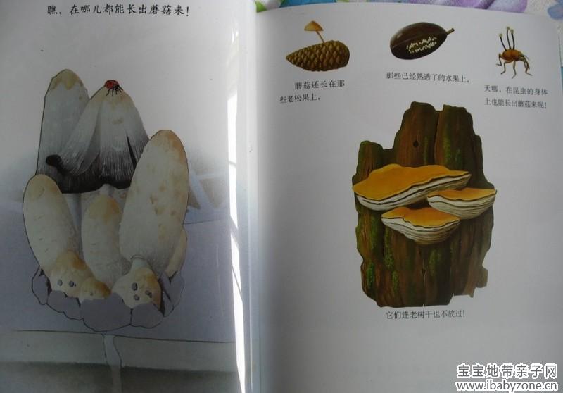 蘑菇8
