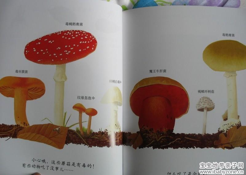 蘑菇9