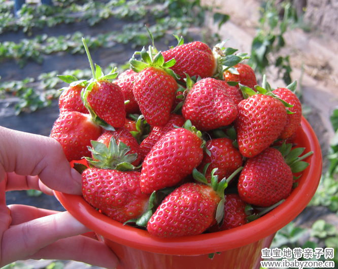 草莓20