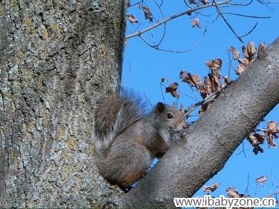在树上休息的小松鼠，很可爱！