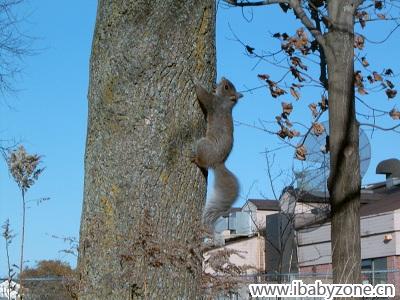 抓拍正在爬树的小松鼠，胖得和大老鼠似的！