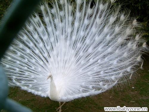 滑铁卢公园：白孔雀开屏很罕见1