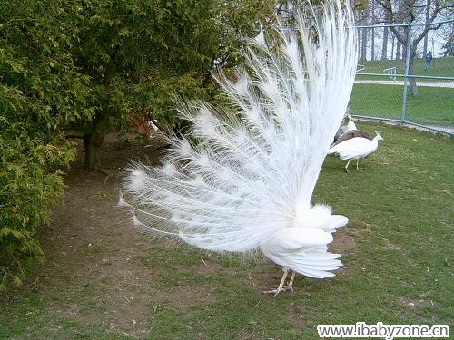 滑铁卢公园：白孔雀开屏很罕见2