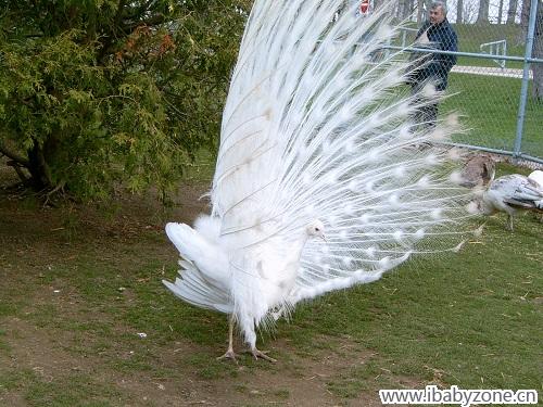 滑铁卢公园：白孔雀开屏很罕见5