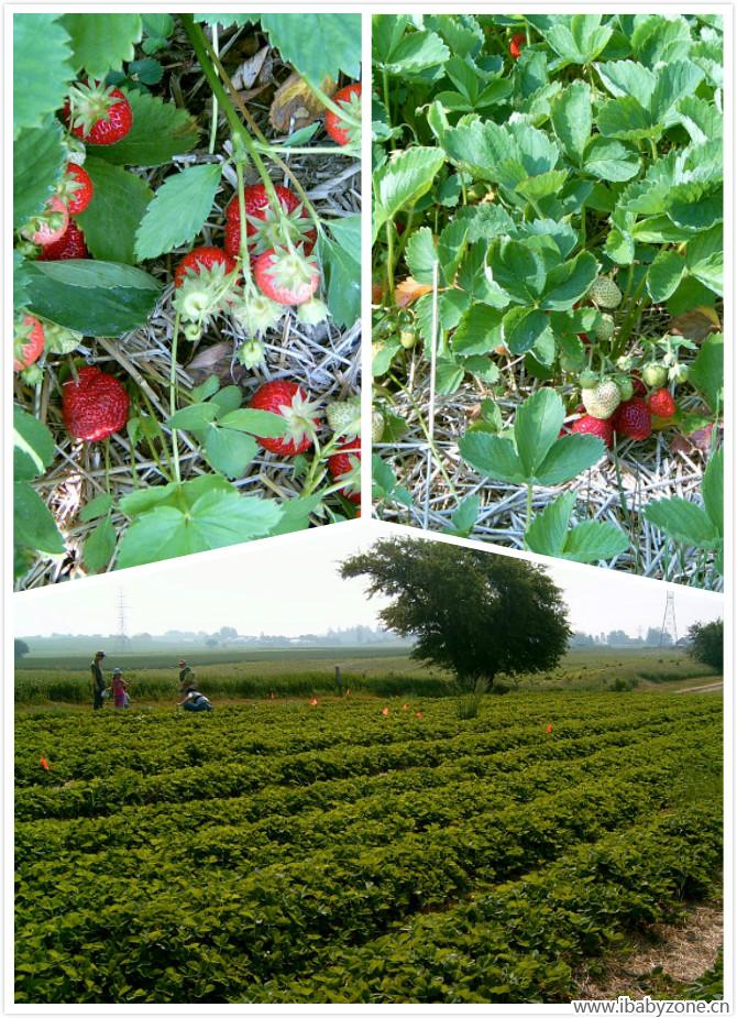 丛中的草莓2_meitu_2